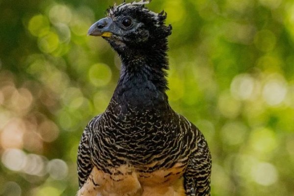 Muitús: los nuevos ejemplares de aves que llegan a Corrientes