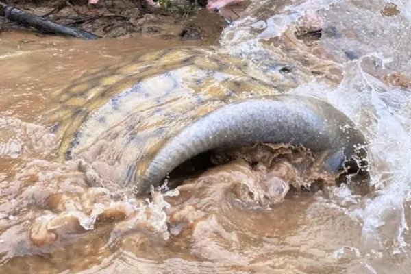 Corrientes: pescaron una raya de casi 150 kilos