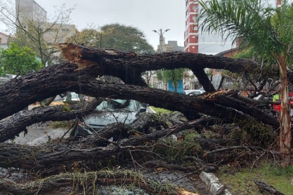 Por riesgo de derrumbe, quitarán 60 árboles de la costanera de Corrientes