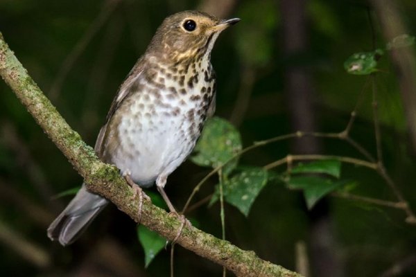 Por primera vez, avistan a tres zorzalitos boreales en Corrientes