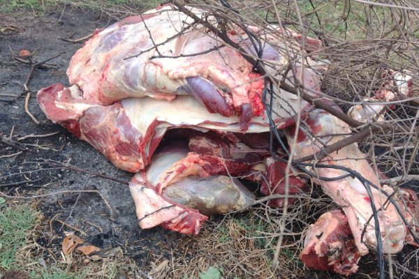 Corrientes: secuestran más de 180 kg de carne no apta para su consumo en Empedrado