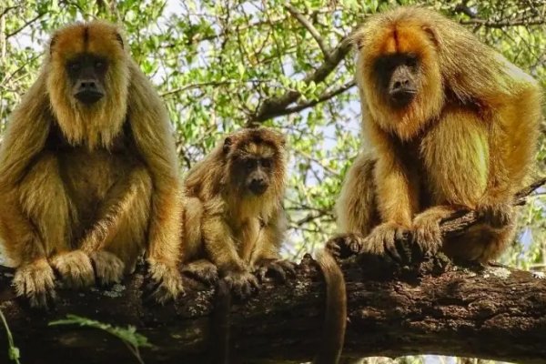 Corrientes: Inauguran el primer pasafaunas para monos carayá