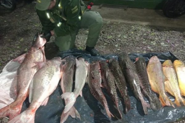 Puente Chaco-Corriente: secuestran 12 pescados transportados en el baúl de un auto