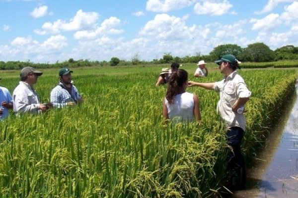 La industria arrocera de Corrientes tuvo una caída interanual del 5%