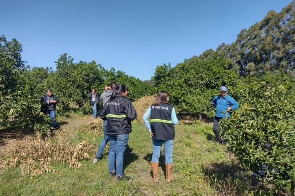 Citricultores correntinos se capacitaron en monitoreo y prevención del HLB