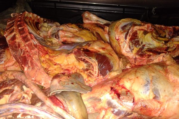 Persecución y disparos: detienen a cuatrero con 350 kilos de carne vacuna en Corrientes