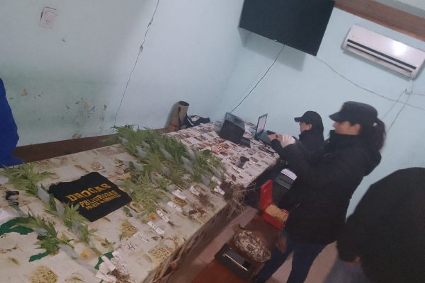 San Roque: tras allanamiento en una vivienda hallan 19 plantas de marihuana