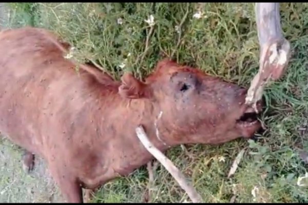 Hallaron una vaca mutilada en zona de islas en Esquina
