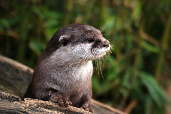 Apareció una nutria en pleno centro de Saladas