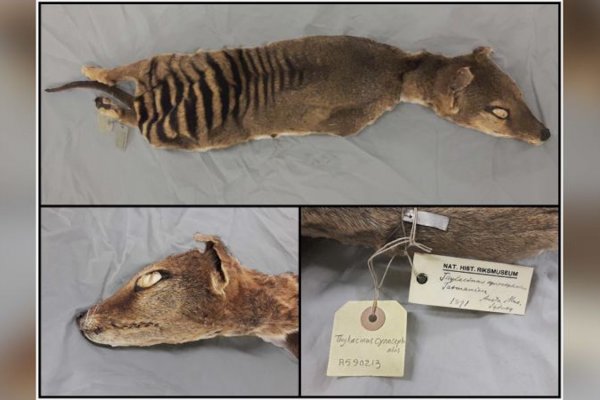 Científicos recuperan por primera vez el ARN de un tigre de Tasmania, una especie extinta hace años