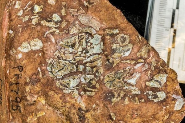 La cabeza fosilizada en 3D de un antiguo pez sin mandíbula apunta a la evolución de los cráneos de vertebrados