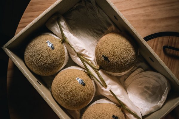 El melón más preciado