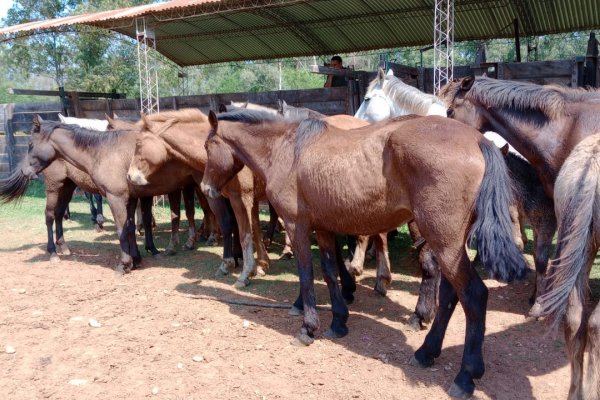 Secuestraron 19 animales equinos de origen desconocido los cuales eran trasladados en un camión