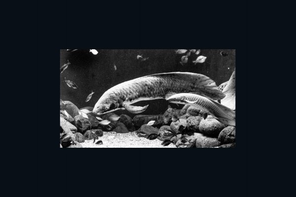 Matusalén, el pez más viejo dentro de un acuario en el mundo