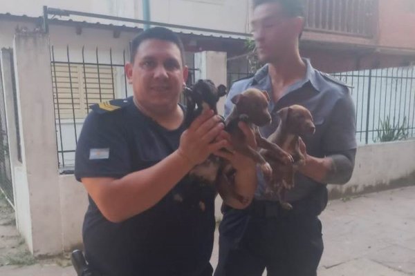 Corrientes: operativo para rescatar a ocho perritos