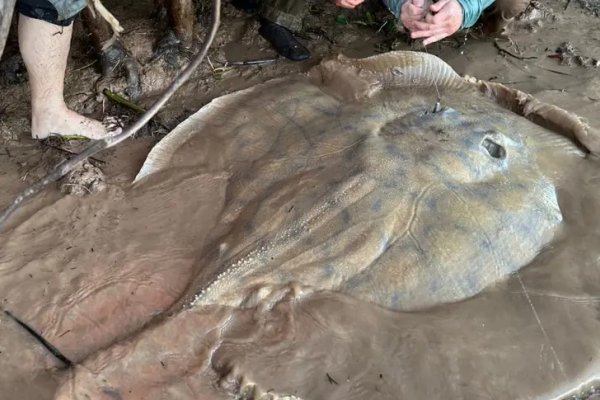 Pescan una raya de 150 kilos en Corrientes