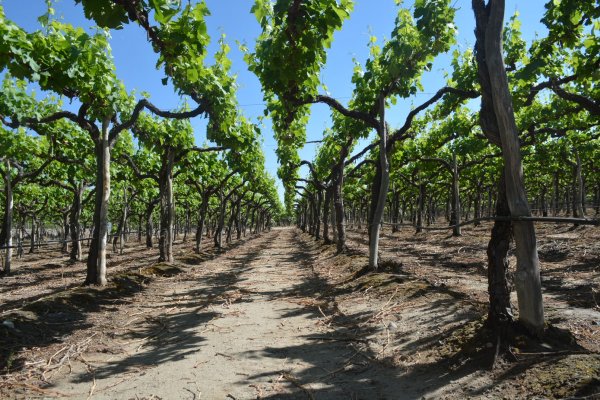 Argentina, tierra de vinos en FIT 2023