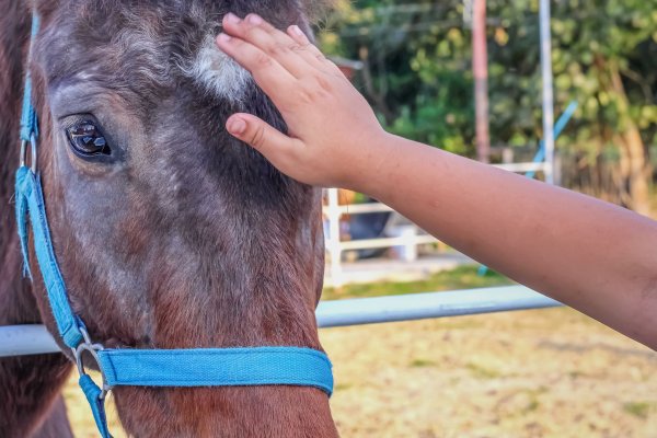 Corrientes: menor de nueve años muere al caer de un caballo