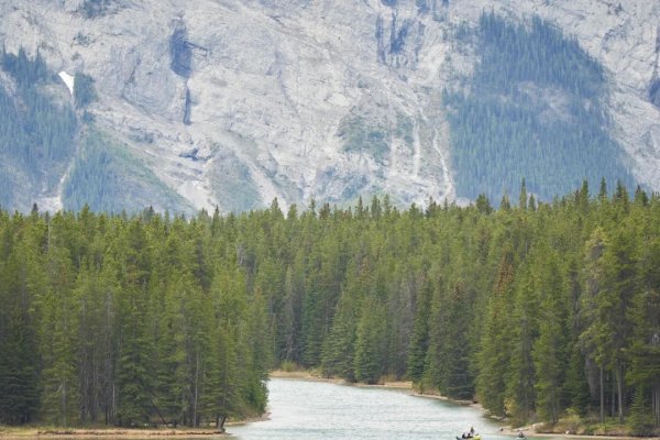 Dos muertos en un presunto ataque de un oso pardo en el Parque Nacional de Banff, en Canadá