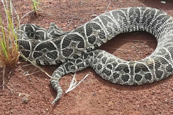 Corrientes: piden sanciones para un policía correntino por matar a una serpiente