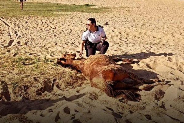 Corrientes: yegua preñada fue azotada por un carrero en playa Arazaty