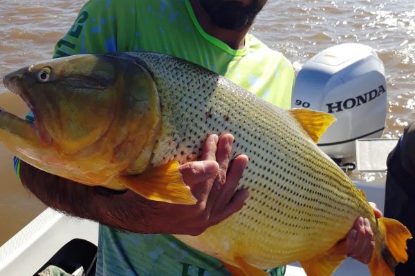 Pescaron un dorado de 25 kilos en Esquina