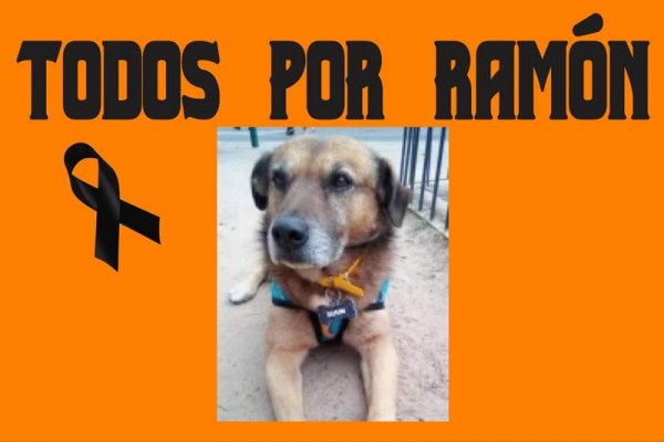 Corrientes: convocan a marcha por un perro atropellado