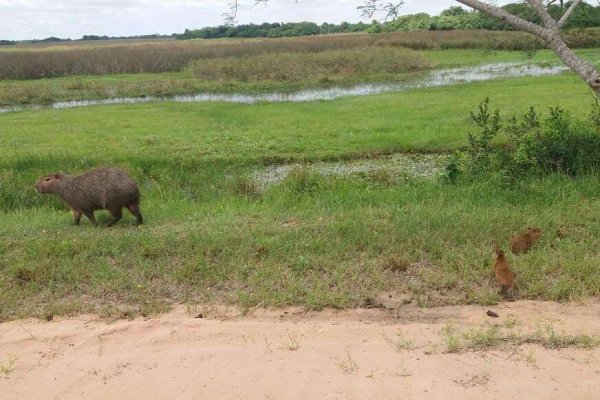 Se reeditan en la UNNE las “Jornadas de Medicina y Conservación de la Fauna Silvestre”