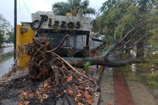 Como consecuencia de la tormenta cayó un gran árbol en el centro de la ciudad de Corrientes