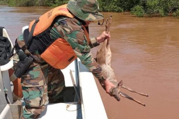 Rescataron a un ciervo que nadaba a la deriva por la crecida del río Uruguay