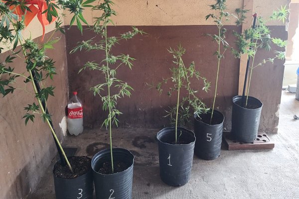 La policía secuestró cinco plantines de marihuana en el interior de un alquiler