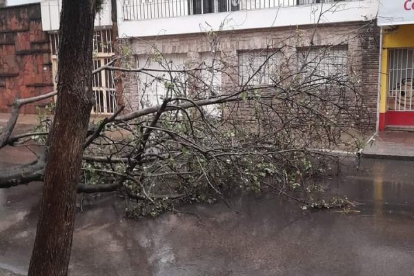 Tormenta en Corrientes capital y el interior: árboles caídos, voladuras de techo y sin servicio energético