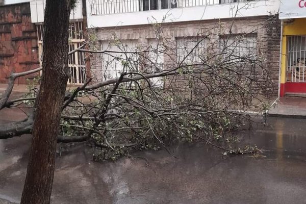 Tormenta en Corrientes capital y el interior: árboles caídos, voladuras de techo y sin servicio energético