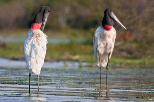 Los esteros del Iberá serán sede de la 13ª edición de la Feria de Aves de Sudamérica