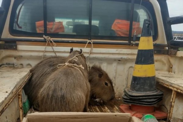 Corrientes: Rescataron carpinchos que eran tenidos como mascotas