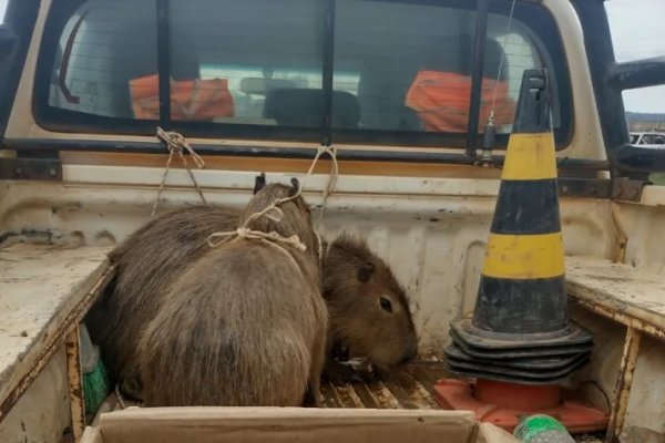 Paseaba por el centro de Goya y fue rescatado