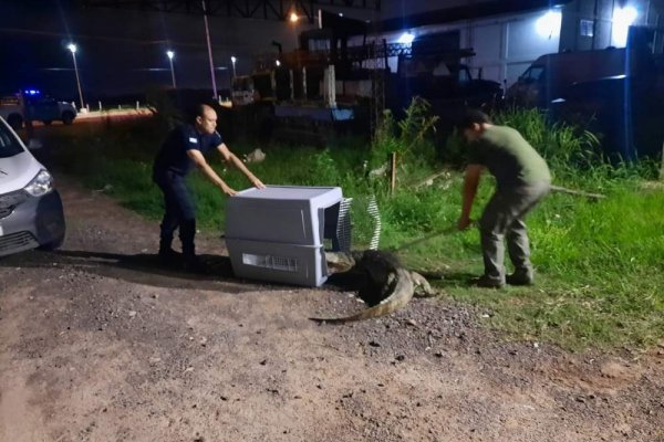 Encuentran a un yacaré sobre Av. Maipú