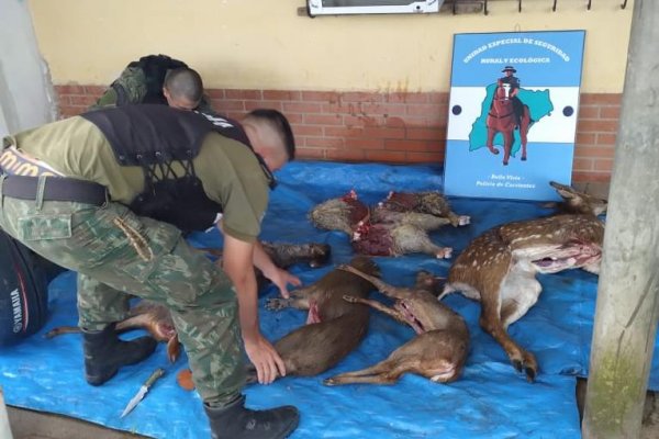 Demorado por transportar carne y animales ilícitamente