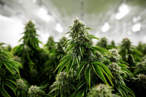 Descubrieron una plantación ilegal de casi 40 ejemplares de marihuana en Bella Vista