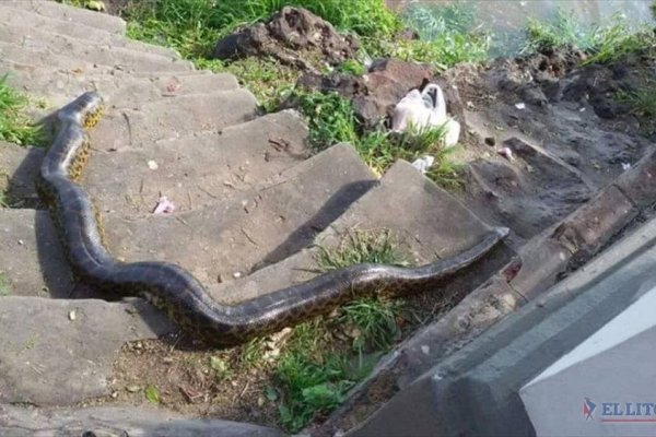 Corrientes: Rescatan una serpiente en la costanera