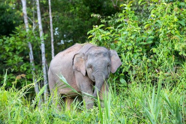 Una manada de elefantes pisotea un coche tras atropellar a un bebé elefante en una carretera de Malasia