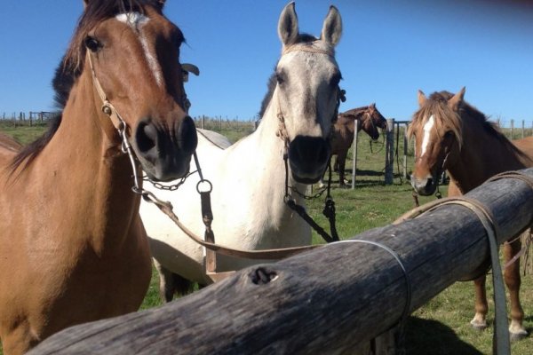 Corrientes asiste al Senasa ante la aparición de Encefaliomelitis Equina