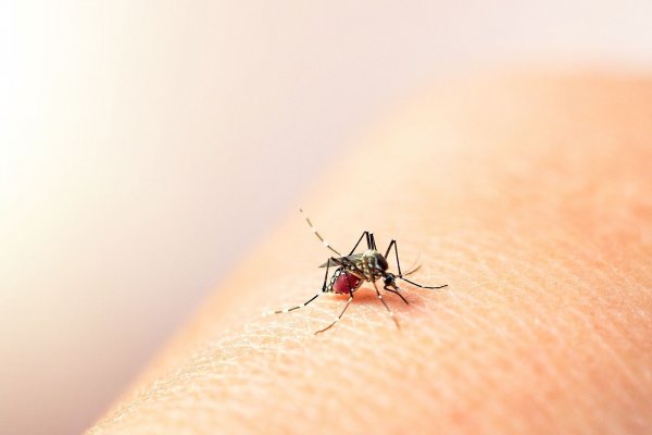 Corrientes: Ya se encuentra a la venta la vacuna contra el dengue