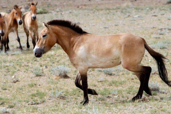 Encefalomielitis equina: producirán 300.000 vacunas