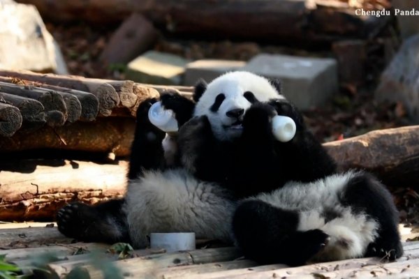 ¿Por qué los toboganes son parte importante del desarrollo de los pandas?