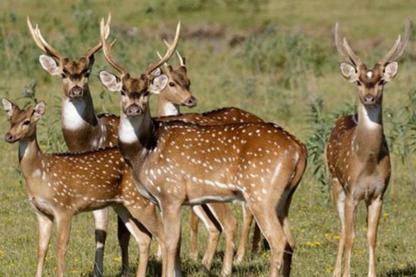 Corrientes: Autorizan la caza de tres especies declaradas como plagas