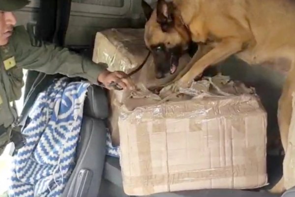 Corrientes: El can “Hiena” descubrió más de 149 kilos de marihuana en dos procedimientos