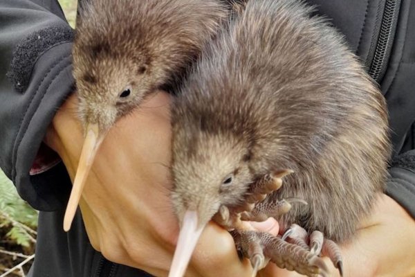 Nacen dos pájaros kiwi en la capital de Nueva Zelandia por primera vez en más de un siglo