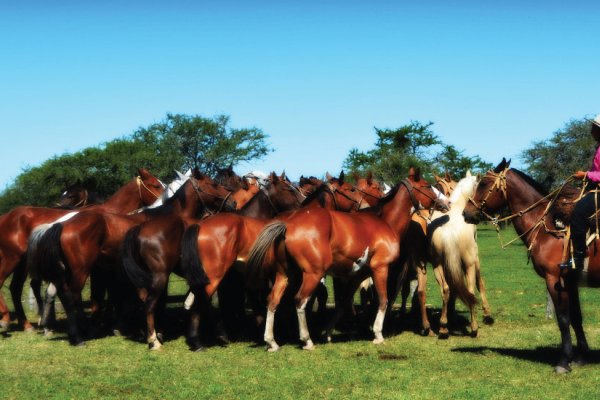 Corrientes sigue en alerta por la encefalomielitis equina y se esperan 350.000 vacunas