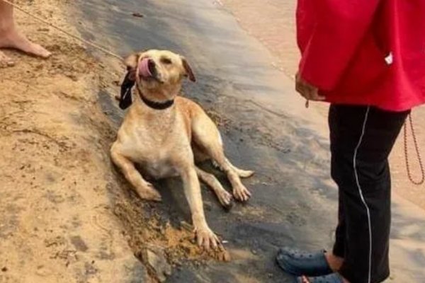 Guardavidas rescataron a un perro del río Paraná